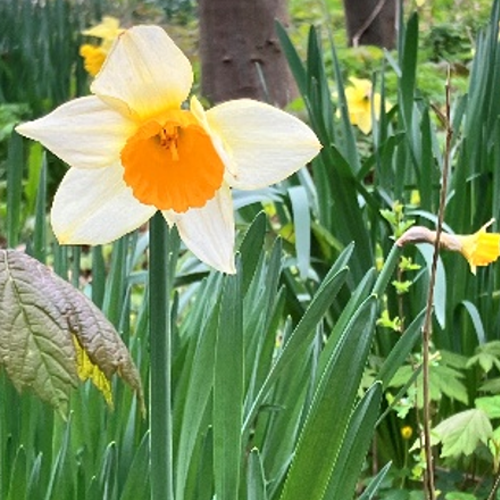 Delicate flower, symbolizing the gentle, nurturing care clients receive at The Rest Nest.